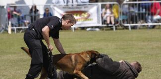 10 Best Police Dog Breeds From Around The World