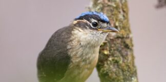 5 Poisonous Birds That You Should Never Eat