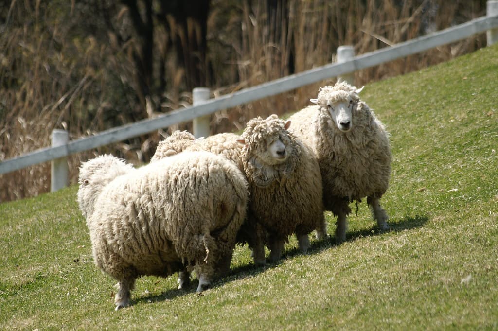 Animals That Produce Wool
