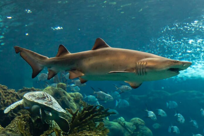 10 Harmless Sharks That You Can Swim Near Safely - WhatDeWhat