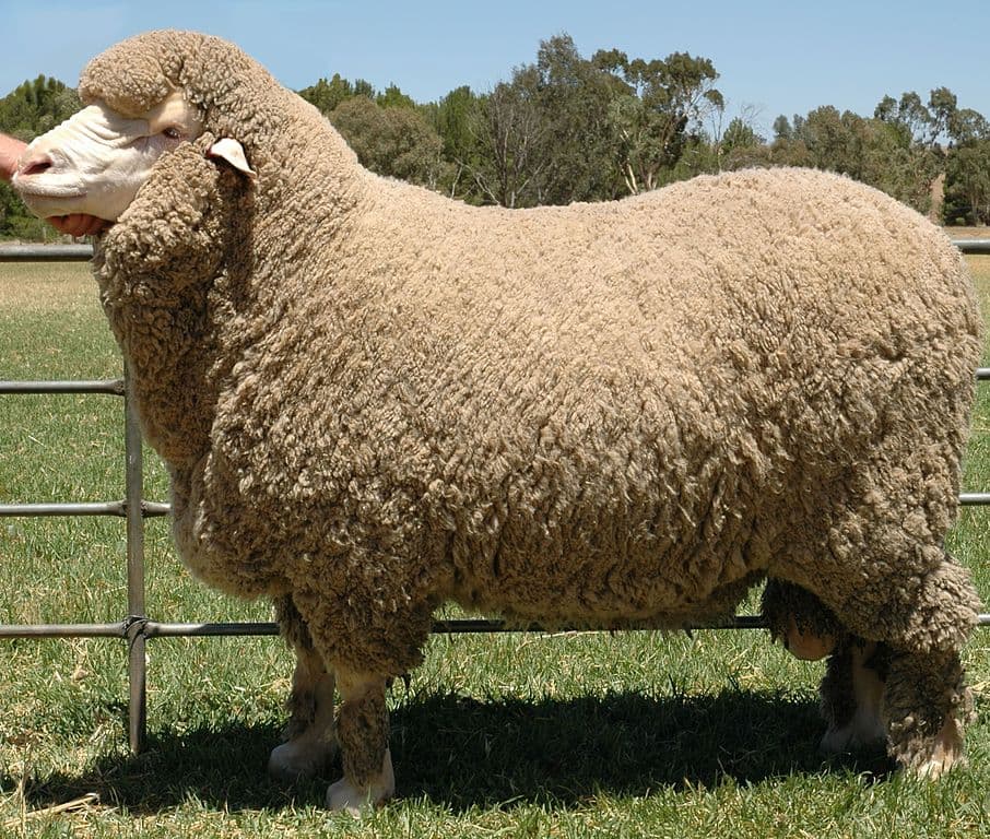 10 Fluffy Animals That Produce Wool For Us - WhatDeWhat