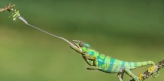 7 Animals With The Longest Tongues