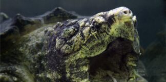 5 World’s Most Dangerous Turtles That Can Harm You