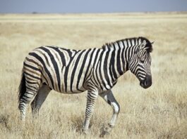 Zebras