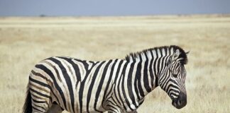 10 Facts About Zebras You Might Never Know About Zebras