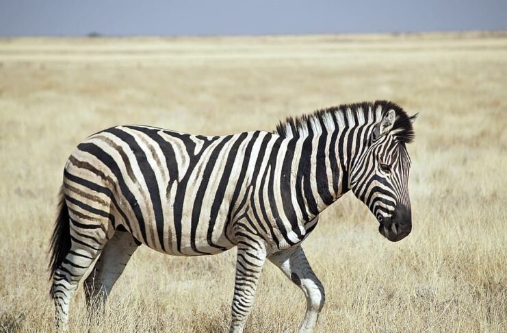 Zebras