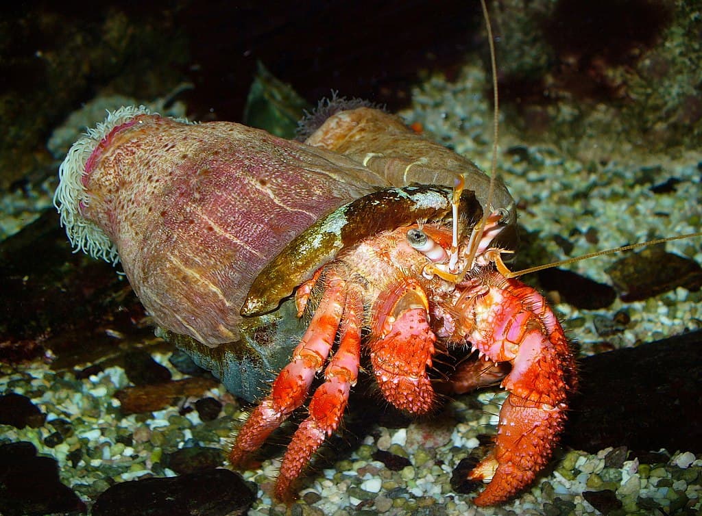 Hermit Crab