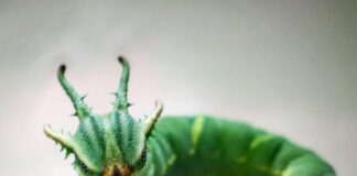 Unusual Charm: 10 Cute Caterpillars You Should See