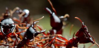 10 World’s Most Dangerous Ants That Can Kill You