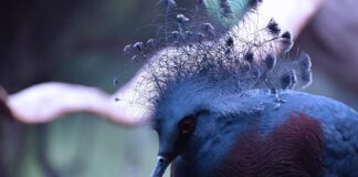 10 Majestically Beautiful Birds With Crowns