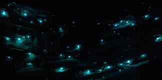 Bioluminescence: 10 Awesome Animals That Glow In The Dark