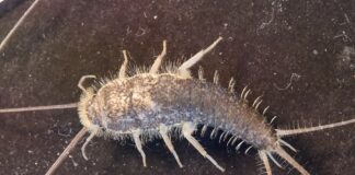 7 Harmless Insects That Share The House With Us