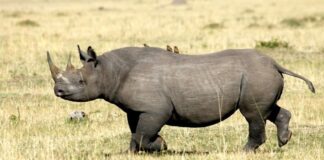 15 Animals That Are Hunted To Extinction By Humans