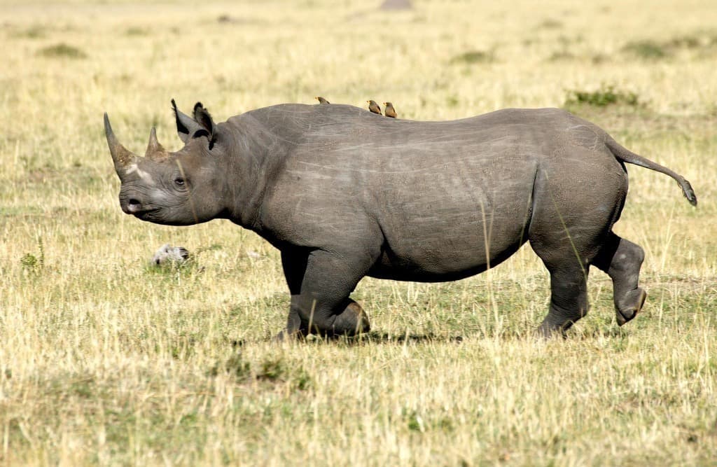 Animals That Are Hunted To Extinction