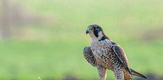 Speedy Feathered Creatures: 10 Fastest Birds