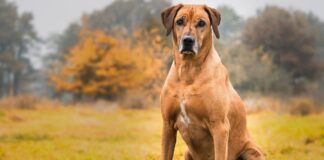 10 Most Dangerous Dog Breeds