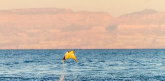 8 Incredible Wingless Animals That Can Fly