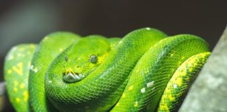 7 Best Pet Snakes For Beginners To Have