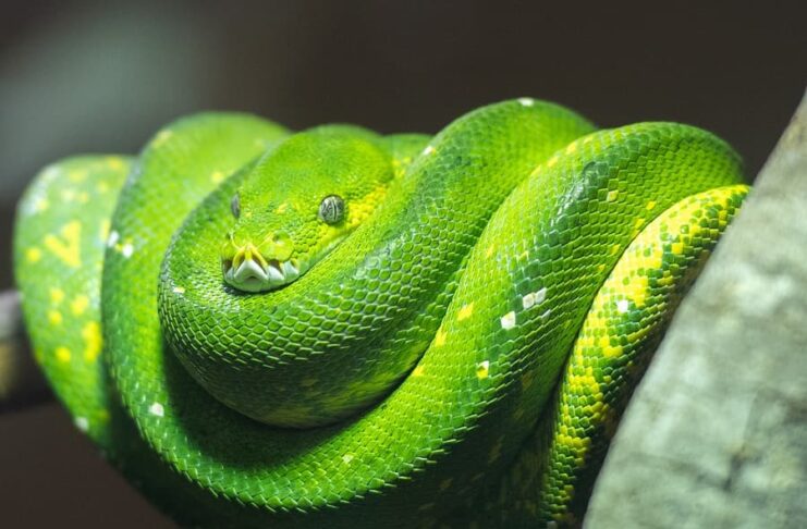 7 Best Pet Snakes For Beginners To Have