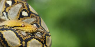 5 Dangerous Non-Venomous Snakes That Still Can Kill You