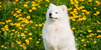 15 Most Expensive Dogs In The World