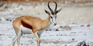 Speedy Creatures: 10 Fastest Land Animals