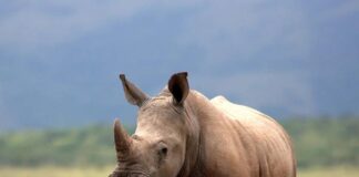 5 Types of Rhinoceros Species That We Should Know
