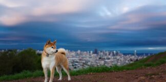 8 Large Dog Breeds Have As Pets Part II