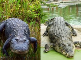 Differences Between Crocodiles & Alligators