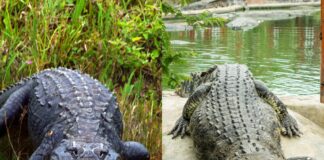 8 Differences Between Crocodiles & Alligators Differences Between Crocodiles & Alligators
