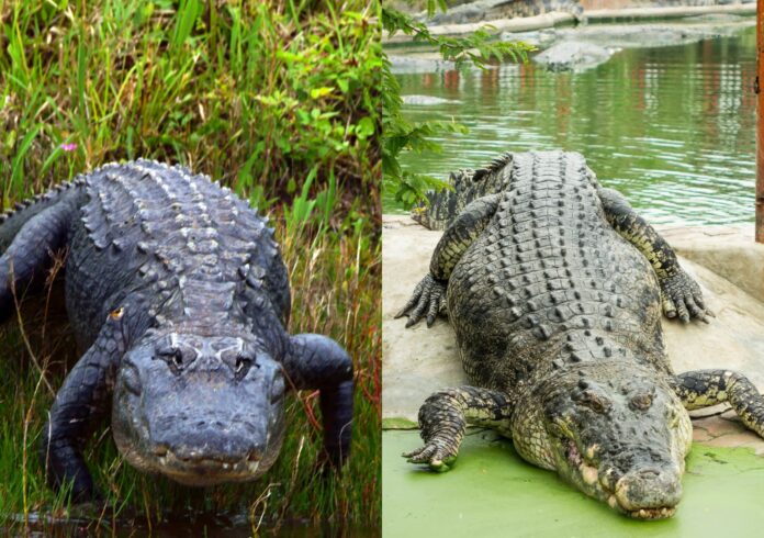 Differences Between Crocodiles & Alligators