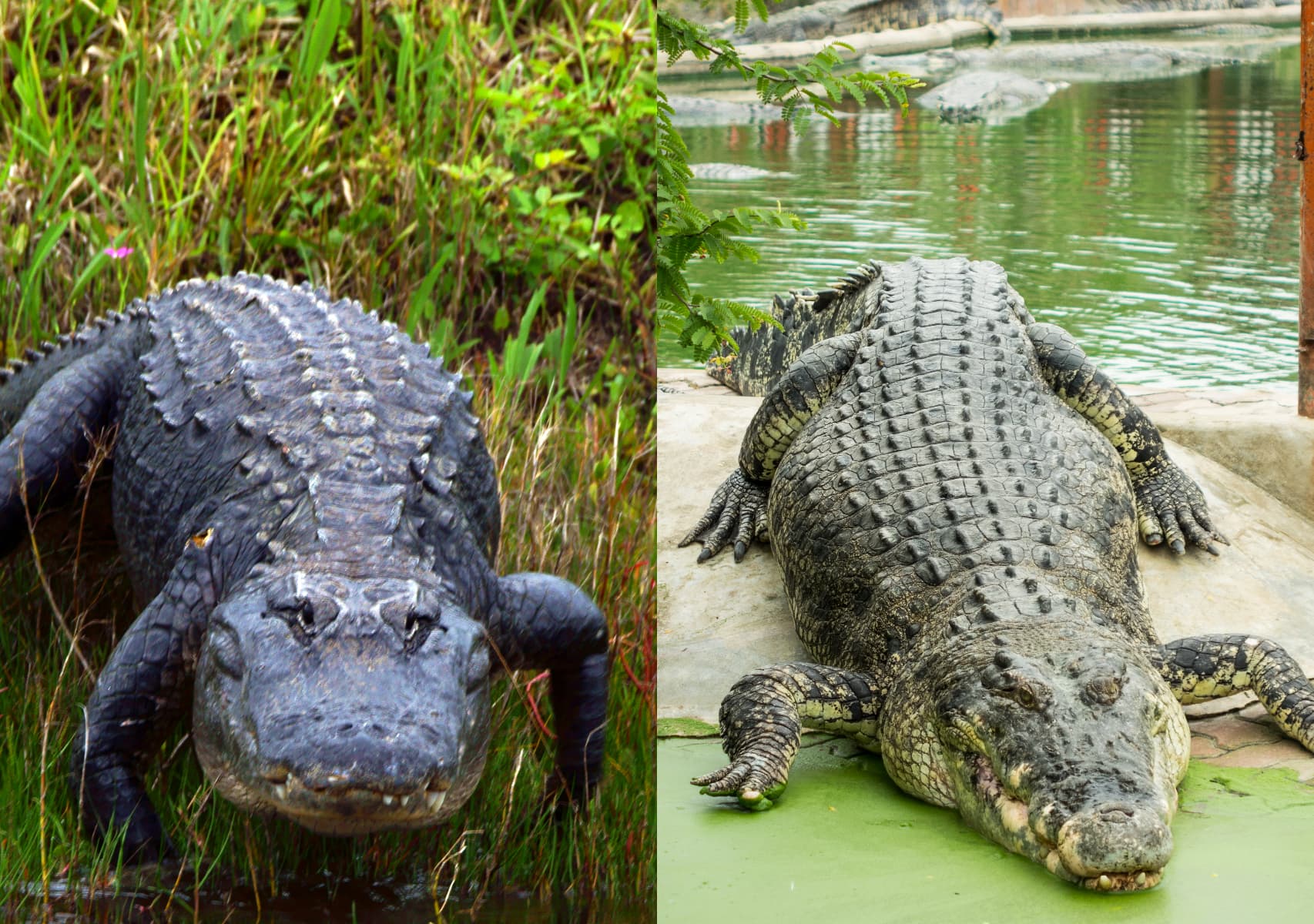 Alligator Vs. Crocodile: Size Showdown