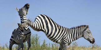 7 Animals With The Strongest Kicks