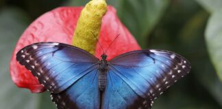 15 Poor Animals With The Shortest Lifespan