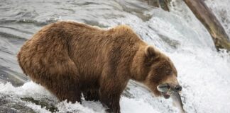 6 Biggest Carnivorous Bears In The World