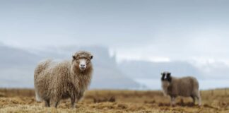 10 Fluffy Animals That Produce Wool For Us