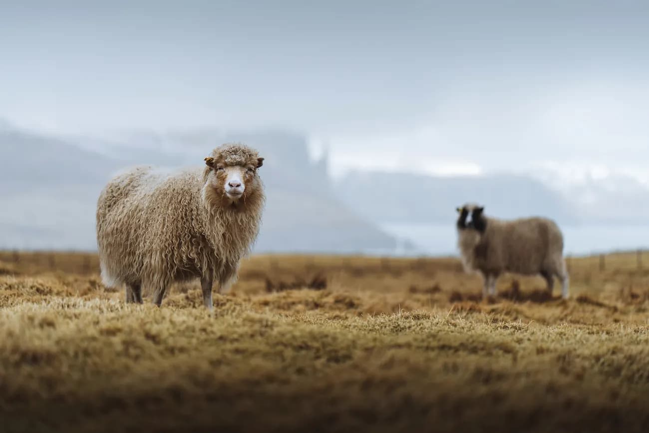 10 Fluffy Animals That Produce Wool For Us - WhatDeWhat