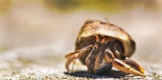 Hermit Crab Facts: When Does A Hermit Crab Change Its Shell?