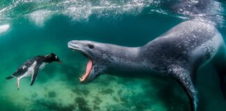 8 Most Dangerous Sea Animals You Need To Stay Away From