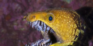 Gender-Bending: 8 Interesting Animals That Can Change Gender