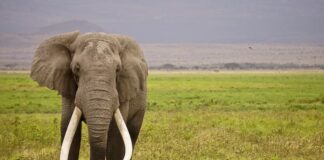 10 Heaviest Land Animals In The World