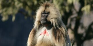 Vicious Primates: 7 Most Dangerous Apes / Monkeys