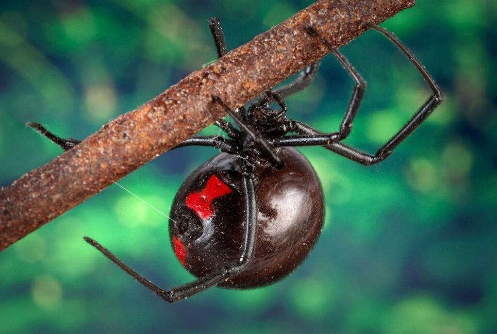 10 Most Venomous Spiders In The World WhatDeWhat