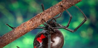 10 Most Venomous Spiders In The World
