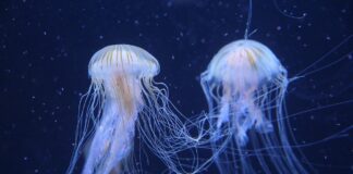 Deathless Creatures: 8 Immortal Animals That Can Live For Centuries