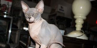 8  Ugliest Cat Breeds People Have As Pets
