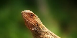 Popular Pets People Have Around The World