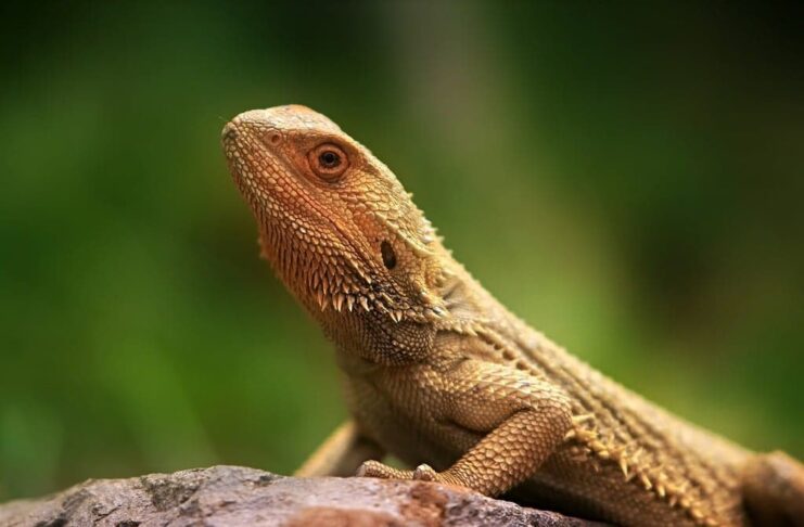 Popular Pets People Have Around The World