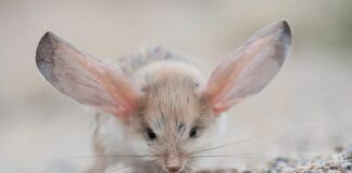 7 Super Cute Animals With Big Ears