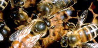 Queen Bee Facts: 5 Things To Know About Queen Bees